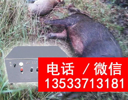 福建張先生捕獲的野豬 福建張先生捕獲的野豬